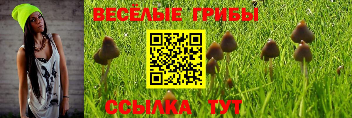 Псилоцибиновые грибы Psilocybine cubensis  Белогорск 